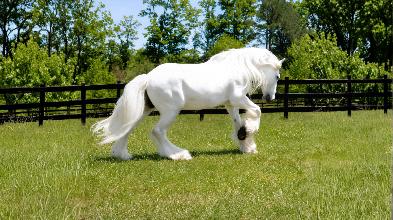 King Arthur, the white Shire horse who inspired White Horse Farm in Blairsville, Georgia
